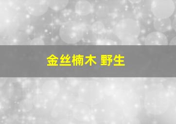 金丝楠木 野生